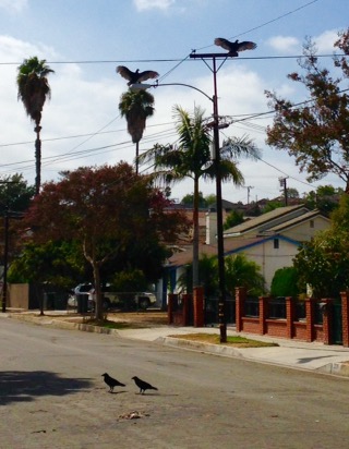 Crows vs. Vultures